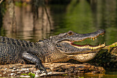 USA, Louisiana, Lake Martin. Close-up of alligator cooling off.