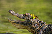 USA, Louisiana, Martinsee. Nahaufnahme eines Alligators, der sich abkühlt.