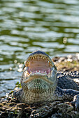 USA, Louisiana, Martinsee. Nahaufnahme eines Alligators, der sich abkühlt.
