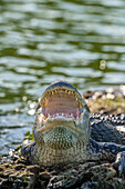 USA, Louisiana, Lake Martin. Close-up of alligator cooling off.