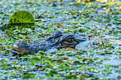 USA, Louisiana, Martinsee. Kopf eines Alligators im Sumpfwasser.