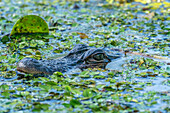 USA, Louisiana, Lake Martin. Head of alligator in swamp water.