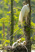 USA, Louisiana, Evangeline Parish. Great egret at nest with chick.