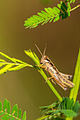 USA, Louisiana, Lake Martin. Close-up of grasshopper on stem.