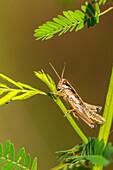 USA, Louisiana, Martinsee. Nahaufnahme eines Grashüpfers am Stängel.