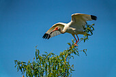 USA, Louisiana, Evangeline Parish. White ibis bird in tree.