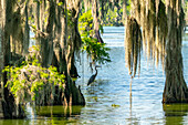 USA, Louisiana, Lake Martin. Great blue heron in swamp and Spanish moss on cypress trees.