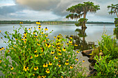 USA, Louisiana, Martinsee. Kegelblumen und Sumpfzypressen im See.