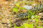 USA, Louisiana, Tensas National Wildlife Refuge. Gesprenkelte Königsnatter, Nahaufnahme.