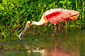 USA, Louisiana, Evangeline Parish. Roseate spoonbill feeding in swamp water.