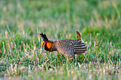 USA, Nebraska, Loup County. Großes Präriehuhn, männlich, bei der Zurschaustellung am Laichplatz.