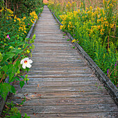 USA, New Jersey, Cape May National Seashore. USA, New Jersey, Cape May National Seashore.