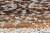 USA, New Mexico, Bosque Del Apache National Wildlife Refuge. Snow geese flock landing.