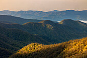 Das erste Licht trifft auf den Berghang im Deep Creek Valley, Great Smoky Mountains National Park, North Carolina