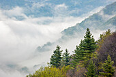 Frühlingsmorgenansicht des Oconaluftee Valley mit aufsteigendem Nebel, Great Smoky Mountains National Park, North Carolina