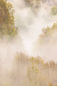 Aufsteigender Nebel aus einem Teppich blühender Bäume im Frühling, Great Smoky Mountains National Park, North Carolina