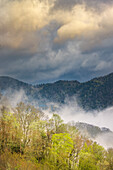 Mist rising from tapestry of blooming trees in spring, Great Smoky Mountains National Park, North Carolina