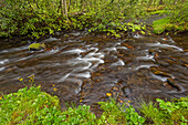 Cataloochee Creek im Frühling, Cataloochee Valley, Great Smoky Mountains National Park, North Carolina