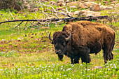USA, Oklahoma, Wichita Mountains National Wildlife Refuge. Bison and flowers in field.