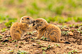 USA, Oklahoma, Wichita Mountains National Wildlife Refuge. Baby prairie dogs greeting.