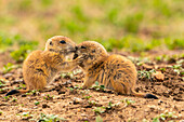 USA, Oklahoma, Wichita Mountains National Wildlife Refuge. Präriehundbabys grüßen.