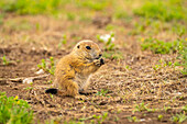 USA, Oklahoma, Wichita Mountains National Wildlife Refuge. Baby prairie dog feeding.