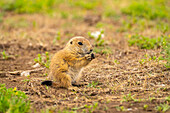 USA, Oklahoma, Wichita Mountains National Wildlife Refuge. Präriehundbaby bei der Fütterung.