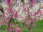 Orchard with fruit trees with pink blossoms in the foreground and trees with white blossoms in the background.