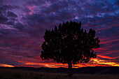 USA, Oregon, hohe Wüste, Sonnenuntergang mit Wacholder
