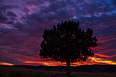 USA, Oregon, high desert, juniper sunset