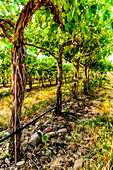 USA, Oregon, Milton-Freewater. Showing the stones characteristic of the Rocks AVA is the Funk Vineyard with the special trellis system known as the Geneva Double Curtain. (Editorial Use Only)