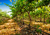 USA, Oregon, Milton-Freewater. Showing the stones characteristic of the Rocks AVA is the Funk Vineyard with the special trellis system known as the Geneva Double Curtain. (Editorial Use Only)