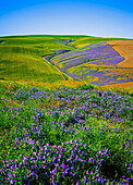 USA, Oregon, Milton-Freewater. A workhorse cover crop, vetch contributes nitrogen or biomass to a vineyard, protects soils from wind and rain, while improving structure and adding nutrients.