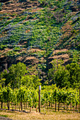 USA, Oregon, Milton-Freewater. Das Weingut Resurgent Vineyard ist Teil des expandierenden Bezirks Rocks in der Walla Walla AVA. (Nur für redaktionelle Zwecke)