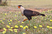 Crested caracara with full crop on the ground among yellow flowers, Rio Grande Valley, Texas