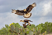 Crested caracara in flight, Rio Grande Valley, Texas