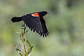 Male red-winged blackbird in flight, South Padre Island, Texas