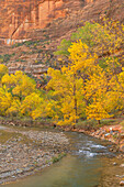 Herbstfärbung entlang des Virgin River, Zion National Park, Utah.