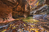Emerald green pools in The Subway, Left Fork of North Creek, Zion National Park, Utah.