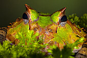 Südamerika, Surinam. Hornfrosch-Gesicht in Nahaufnahme. (Nur für redaktionelle Zwecke)
