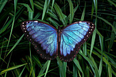 Mexiko. Morpho-Schmetterling in Nahaufnahme. (Nur für redaktionelle Zwecke)