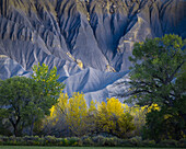 USA, Utah. Yellow cottonwood tree and gray mountain in autumn.