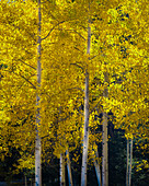 USA, Utah, Capital Reef National Park. Aspen trees in sunlit yellow color.