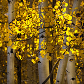 USA, Utah, Capital Reef National Park. Nahaufnahme von Espenbäumen in sonnenbeschienener gelber Farbe.