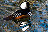 USA, Utah. Hooded Merganser (Lophodytes cucullatus) swimming.