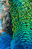 USA, Utah. Peacock feathers detail.