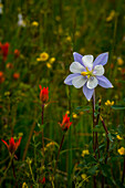 Akelei und andere Wildblumen im Fish Lake National Forest.