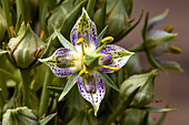 Green gentian wildflowers in Fish Lake National Forest.