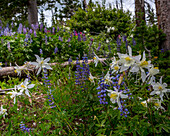 Verschiedene Wildblumen im Manti-LaSalle National Forest.