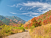 USA, Utah, Logan Canyon. Bunte Espen im Herbst
